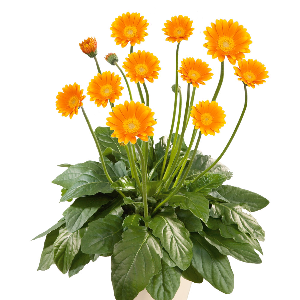 Winterharte Gerbera 'Garvinea®' (Gelb) kaufen Ahrens+Sieberz
