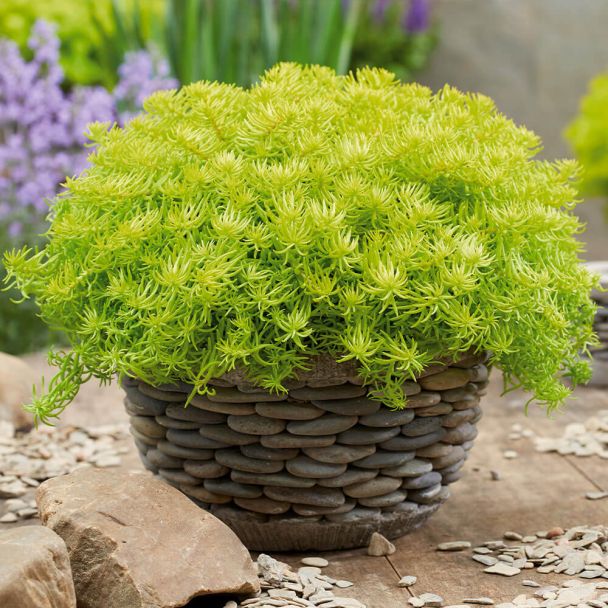 Sedum Angelinas Teacup