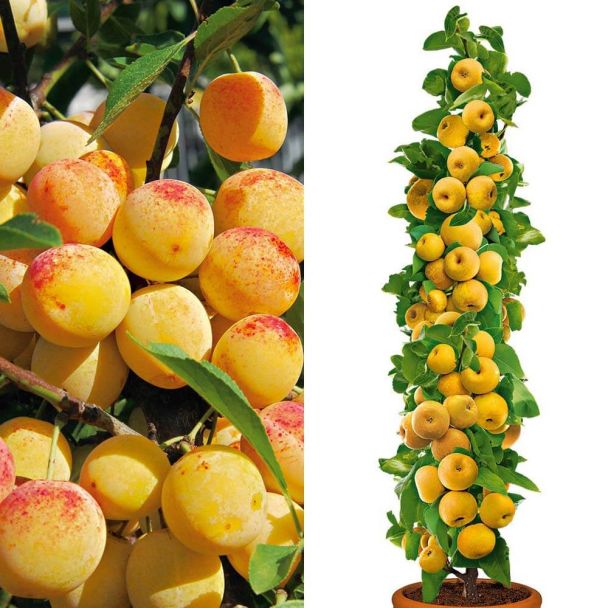 Sparset: 1 Mirabelle + 1 ProSecco® Birnenapfel