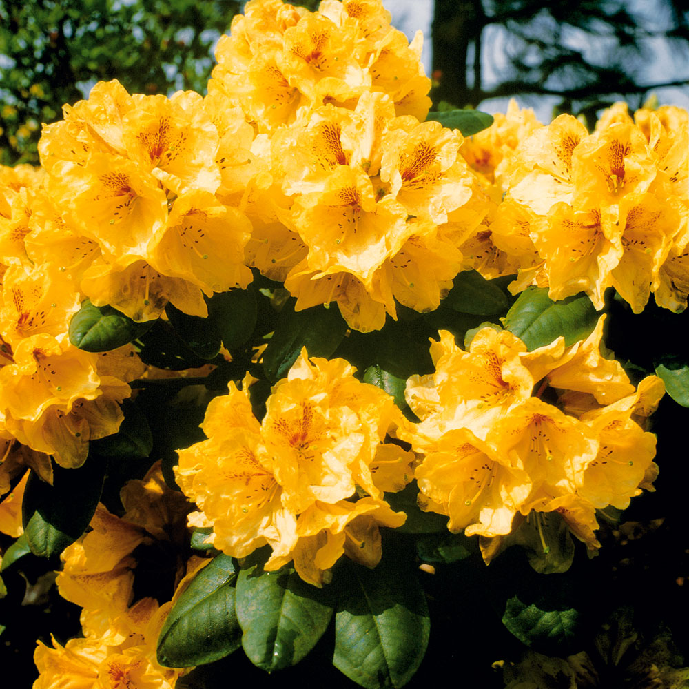 Rhododendron GoldBukett (cremegelb) kaufen Ahrens+Sieberz