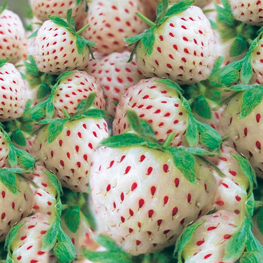Weiße Ananas-Erdbeere 'Snow White®', Setzlinge