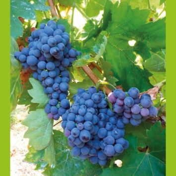 Edel-Tafel-Traube 'King Ruby'