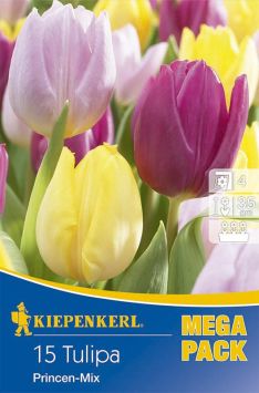 Mega-Pack Tulpen Princen Mix