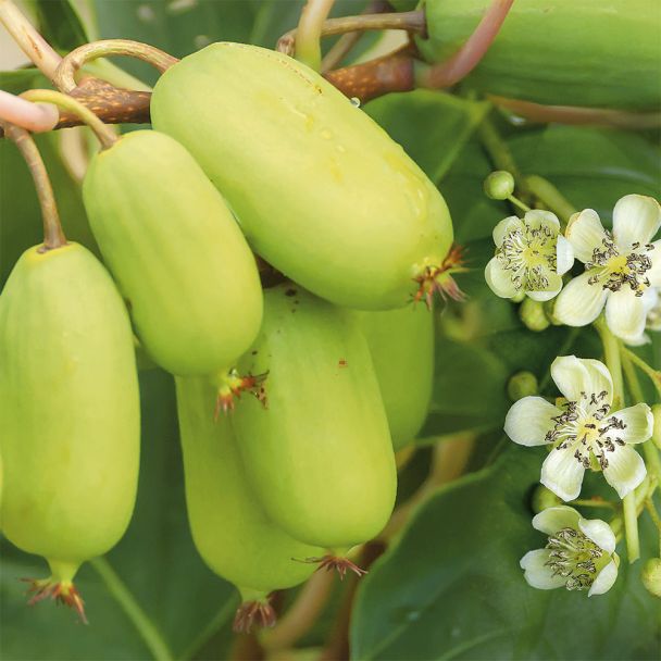 Trauben - KiwiBerry® 'Super Jumbo'