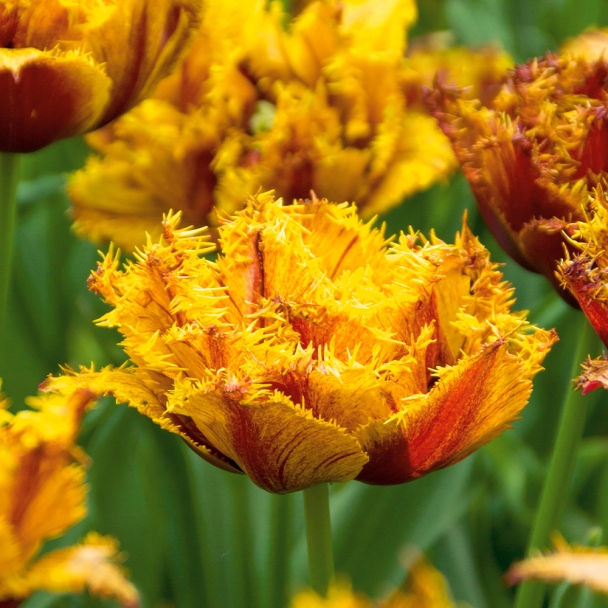 Tulpe Bastia Crispa