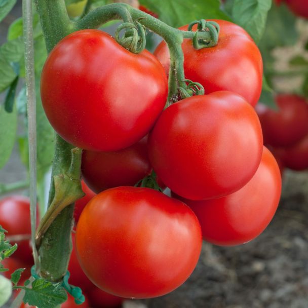 'GartenMeister' F1 - Freiland-Tomate