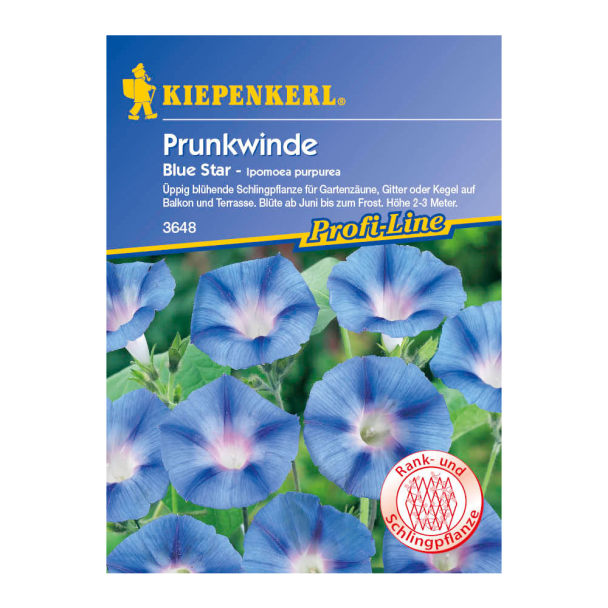 Prunkwinde 'Blue Star'