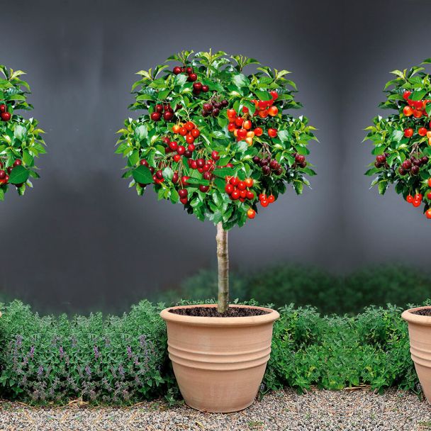 Kirschbaum Grande Familia