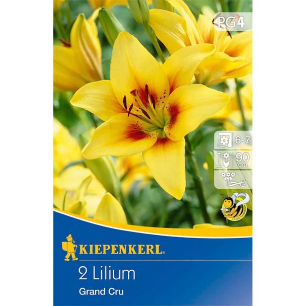 Lilien 'Grand Cru'