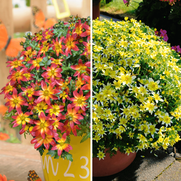 6x Bidens + 1 Liter Dünger (Sparangebot)