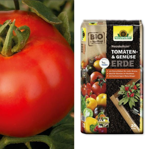 Salat-Tomate 'Rondo Red' F1 + NeudoHum® Tomaten- und Gemüseerde (Sparangebot)