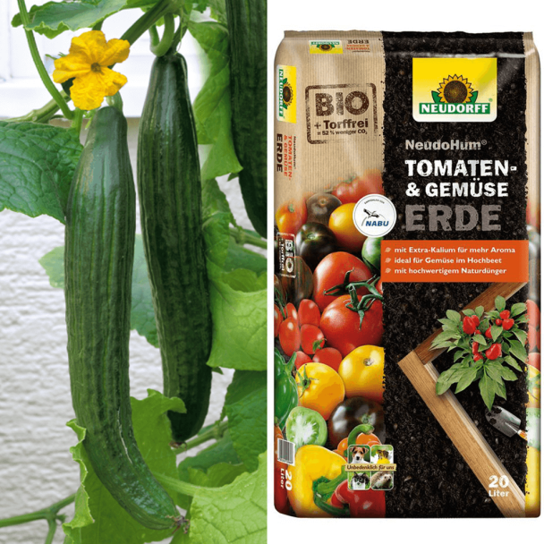 Gurke LongStar + Erde (Sparangebot)