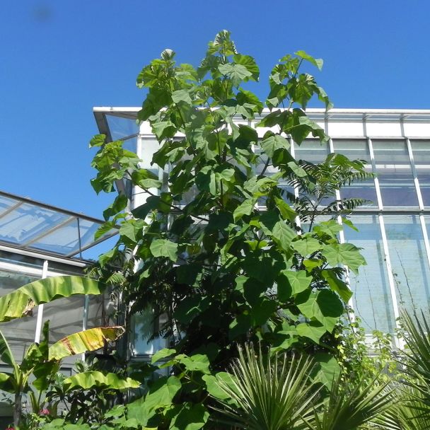 Kiribaum Paulownia - Der Klimabaum