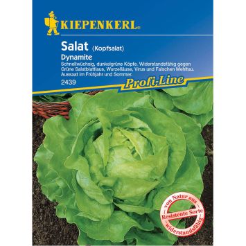 Kopfsalat 'Dynamite'