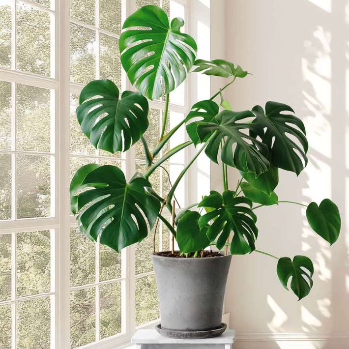 Monstera kaufen | Ahrens+Sieberz - Pflanzenversand & Gartenbedarf