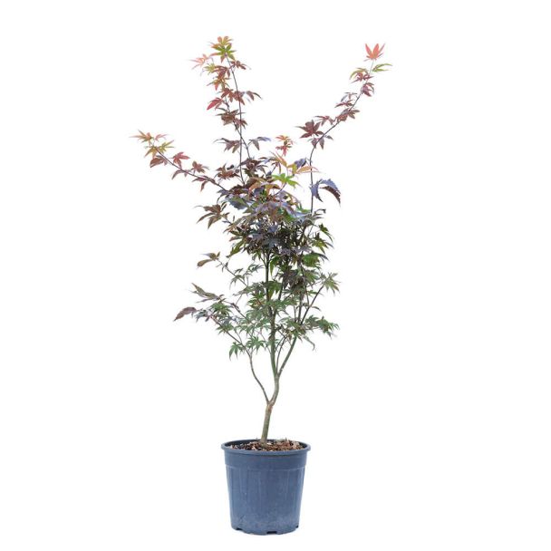 Roter Fächerahorn ‘Bloodgood’