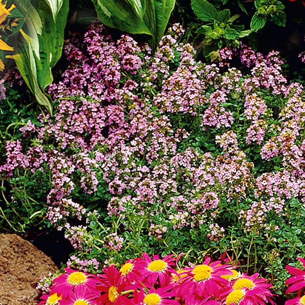 Thymus vulgaris Stauden niedrig Blühstauden Stauden Ahrens