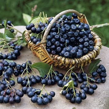 Aronia Stämmchen