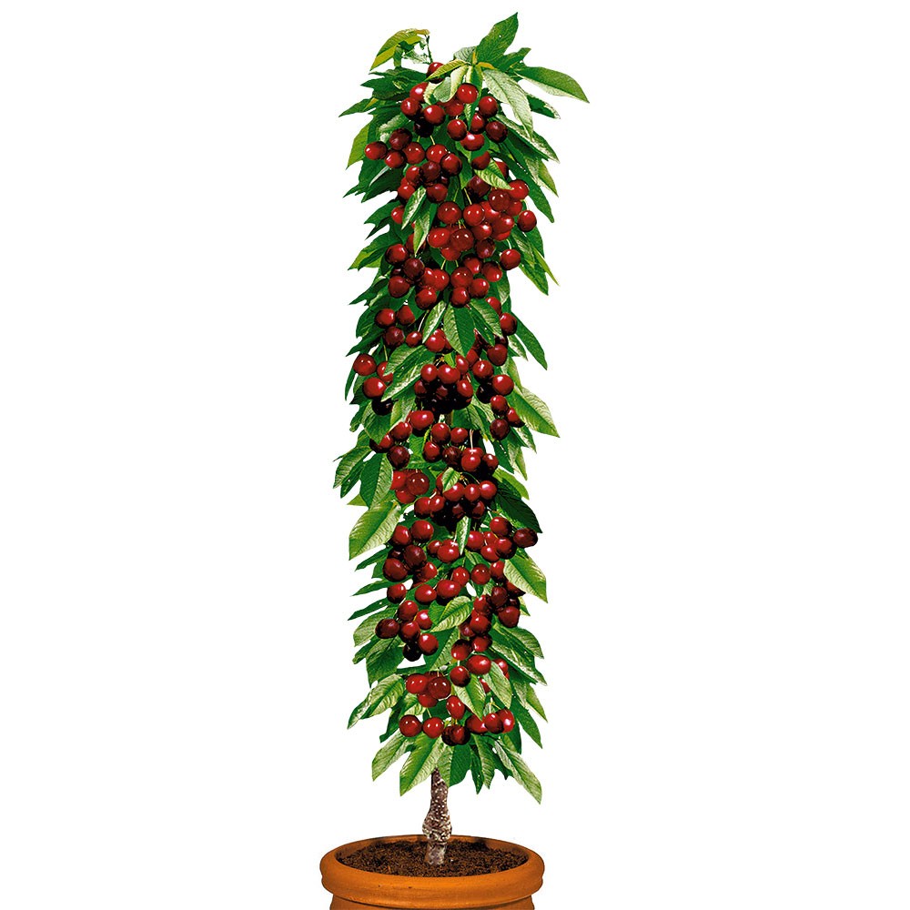 Säulenobstbaum Kirsche \'Victoria\', zweijährig | Säulen-Obstgehölze |  Kirschen | Obst | Ahrens+Sieberz - Pflanzenversand & Gartenbedarf | Obstbäume & Gemüsepflanzen