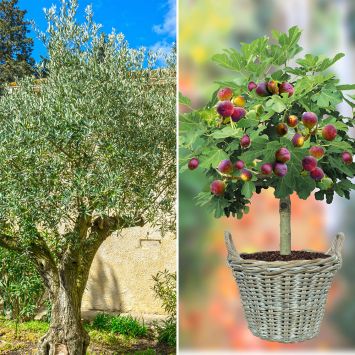 Mediterranes Pflanzenset im Sparset - Olivenbaum Orvieto und Weinberg-Feige Viola