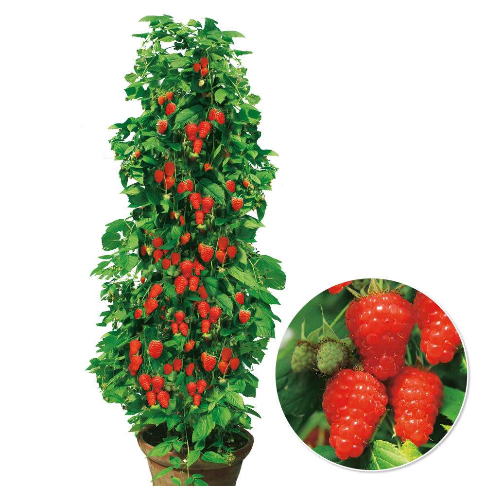 Himbeere TwoTimer Sugana 'Rote Beere' | Himbeeren | Obst | Ahrens+Sieberz  - Pflanzenversand & Gartenbedarf