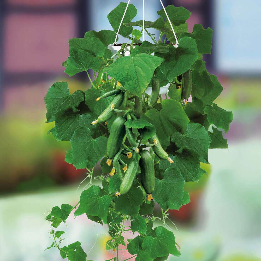 Огурцы балконные семена. Огурец балконный манул. Огурцы балконные семена. Огурцы балконные семена. Огурец балконный f1 10 шт манул.