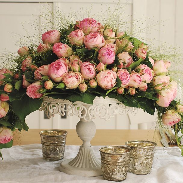 'Lovely-Rokoko®' Rose