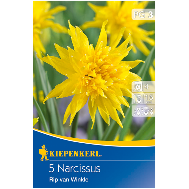 Narzissen 'Rip van Winkle'