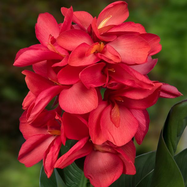 Canna 'Happy Isabel'