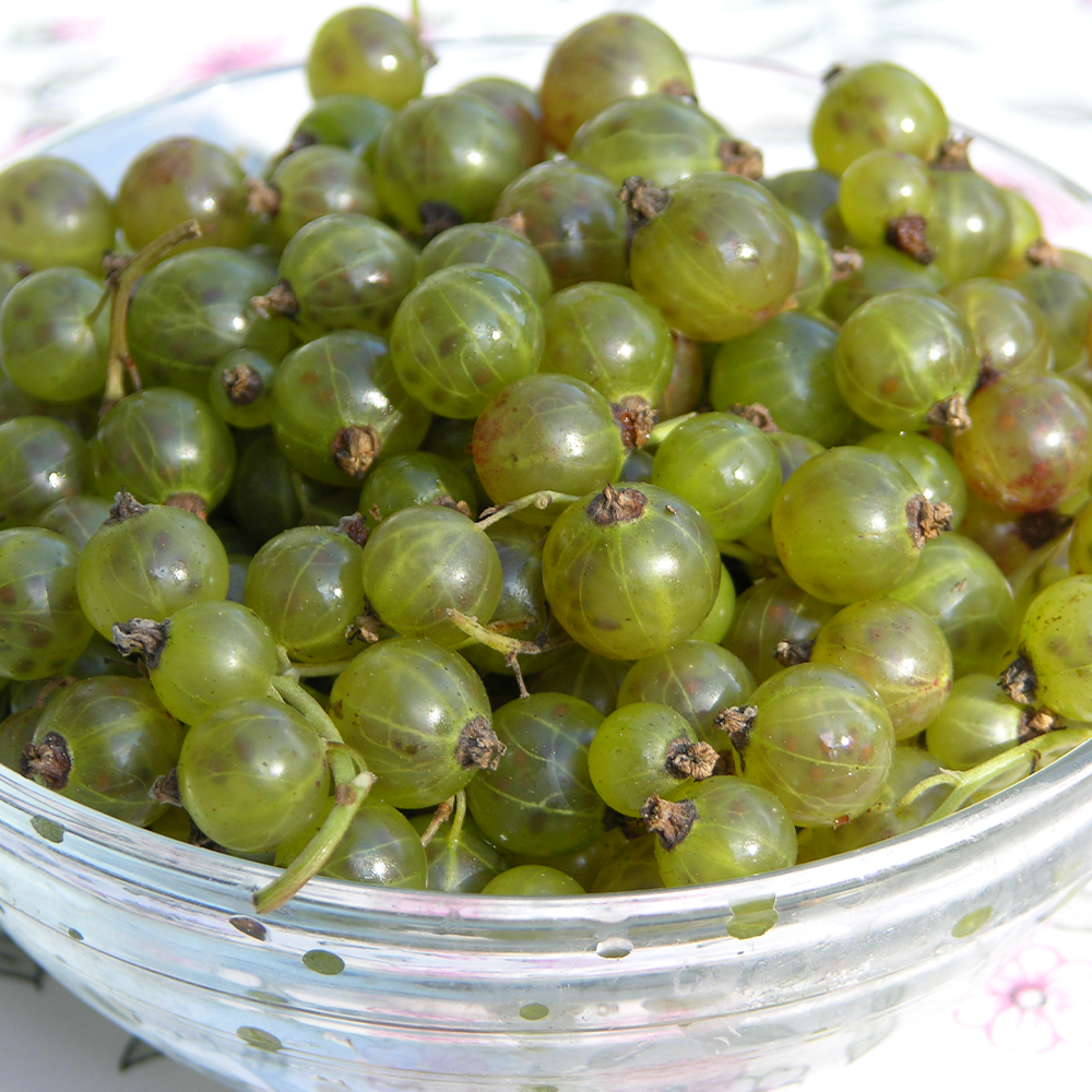 Grüne Johannisbeere Strauch Johannisbeeren Obst Ahrens+Sieberz