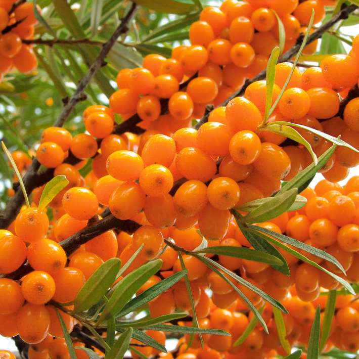 Winterfrucht 'Oranje Power', mnnliche Pflanze | Raritten | Obst |  Ahrens+Sieberz - Pflanzenversand & Gartenbedarf