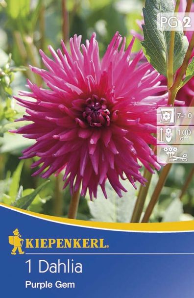 Kaktusdahlie 'Purple Gem', lila