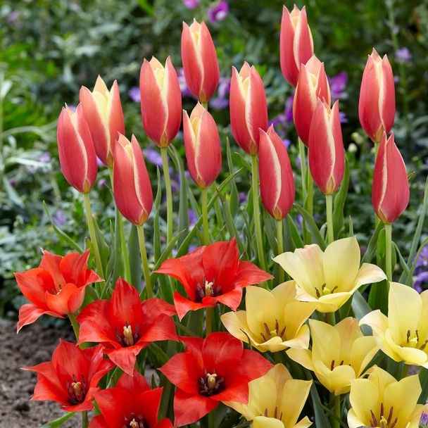 Tulpenmix Sonnenschein