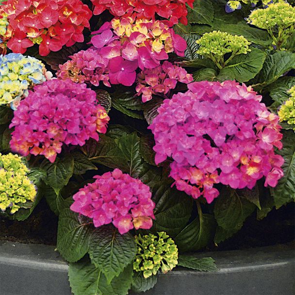 Hortensie 'Pink Pop®'