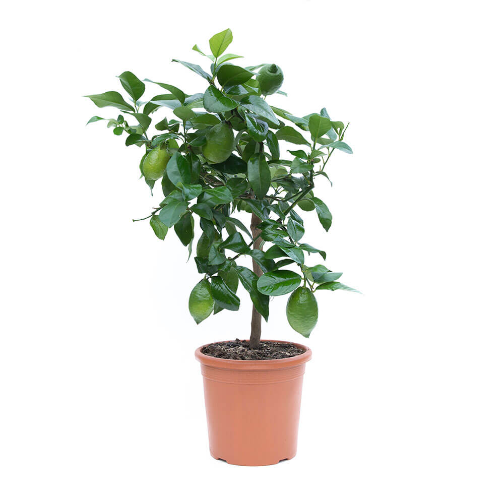 immergrüne zimmerpflanze pflegeleicht Philodendron Imperial Green – Immergrüne Zimmerpflanze ca. 40 cm |  Baumfreund Philodendron main image 0