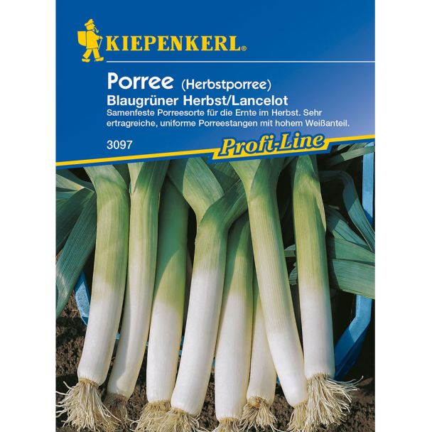 Porree 'Blaugrüner Herbst / Lancelot'