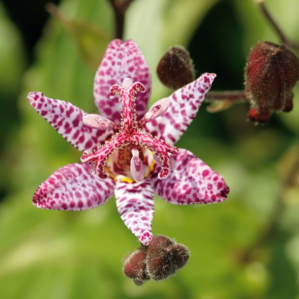 Kröten-Lilien 'Lilly Paradise', pink