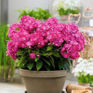 Phlox Sweet Tart