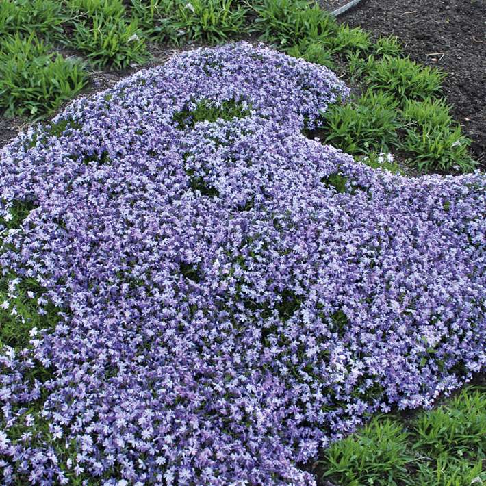 BIO Lavendelblauer Polsterphlox kaufen | Ahrens+Sieberz - Pflanzenversand &  Gartenbedarf