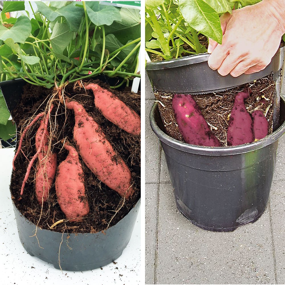 Set-Preis: 3 Süßkartoffel Rosa + 1 PotatoPot® im Sparpaket