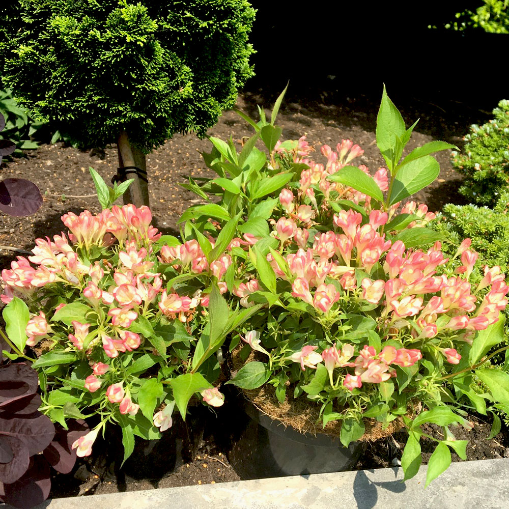 Weigela 'All Summer Peach®' Blüh & Ziergehölze Sträucher & Bäume