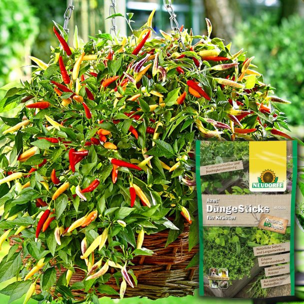 Sparangebot 2 Volante Hot Red + Dünge Sticks