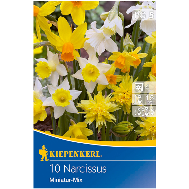 Narzissen `Miniatur Mix`