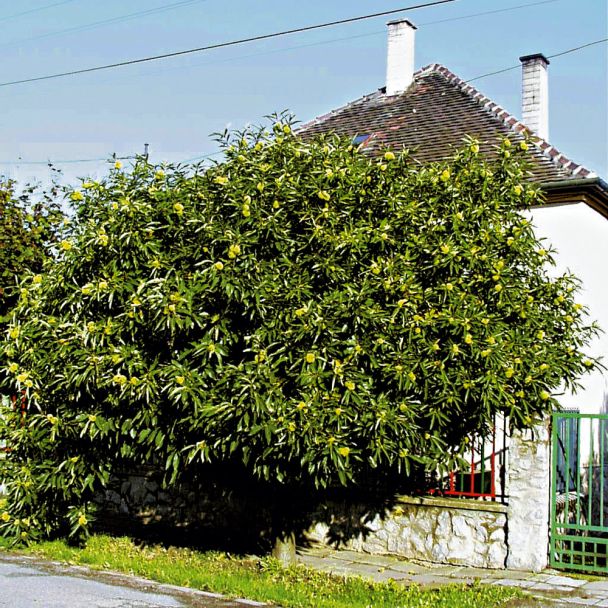 Maronenbaum