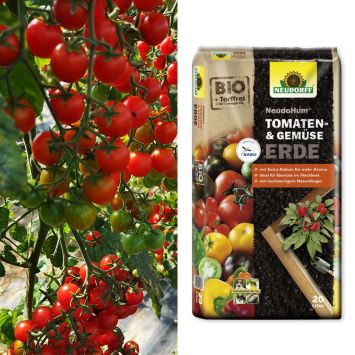 Cocktail-Tomaten 'Perlino' + Erde (Sparangebot)