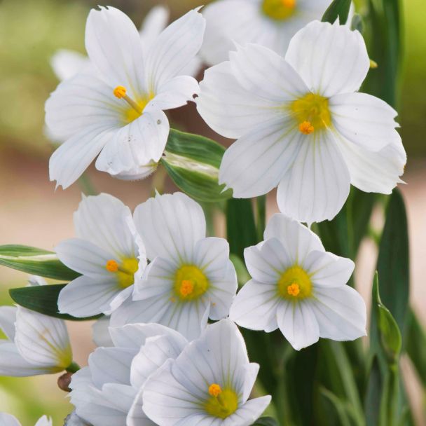 Binsenlilie 'Iceberg'