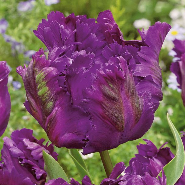 Tulpen Negrita Parrot