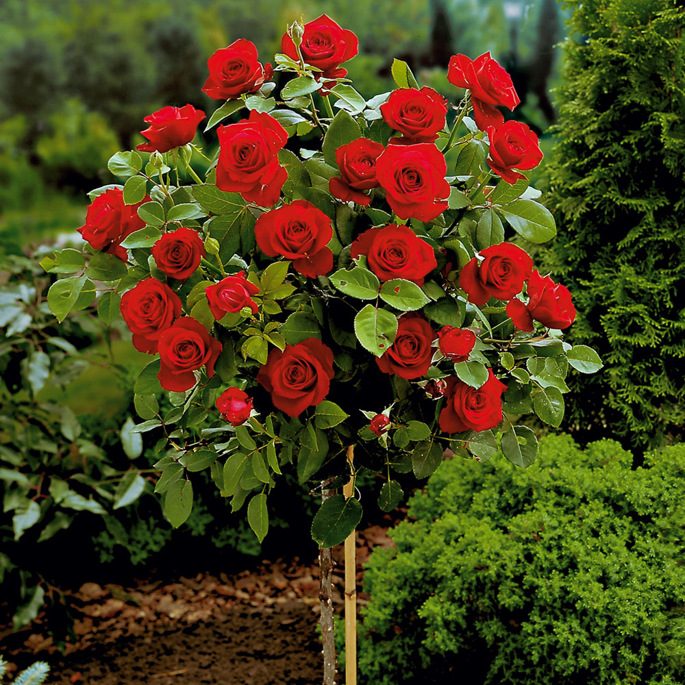 RosenStämmchen Rosen Ahrens+Sieberz Pflanzenversand & Gartenbedarf