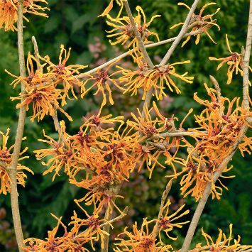 Zaubernuss 'Aphrodite'