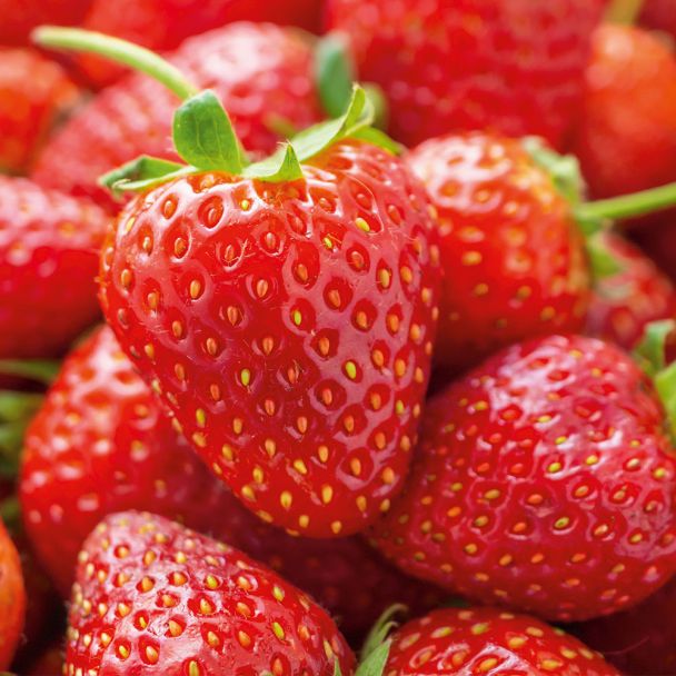 Edel-Erdbeere 'Elsanta', mittelfrüh Setzlinge